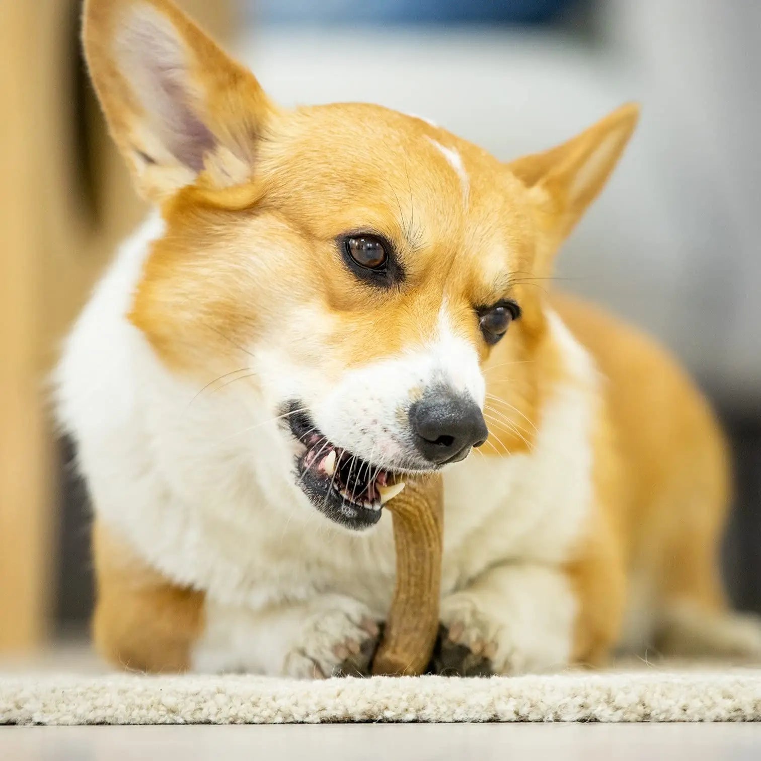 Gigwi Dog Chew Toys Real Wooden Deer Antlers for Aggressive Chewers Large Dog Chewing Indestructible Tough Durable Pet Toys Gift