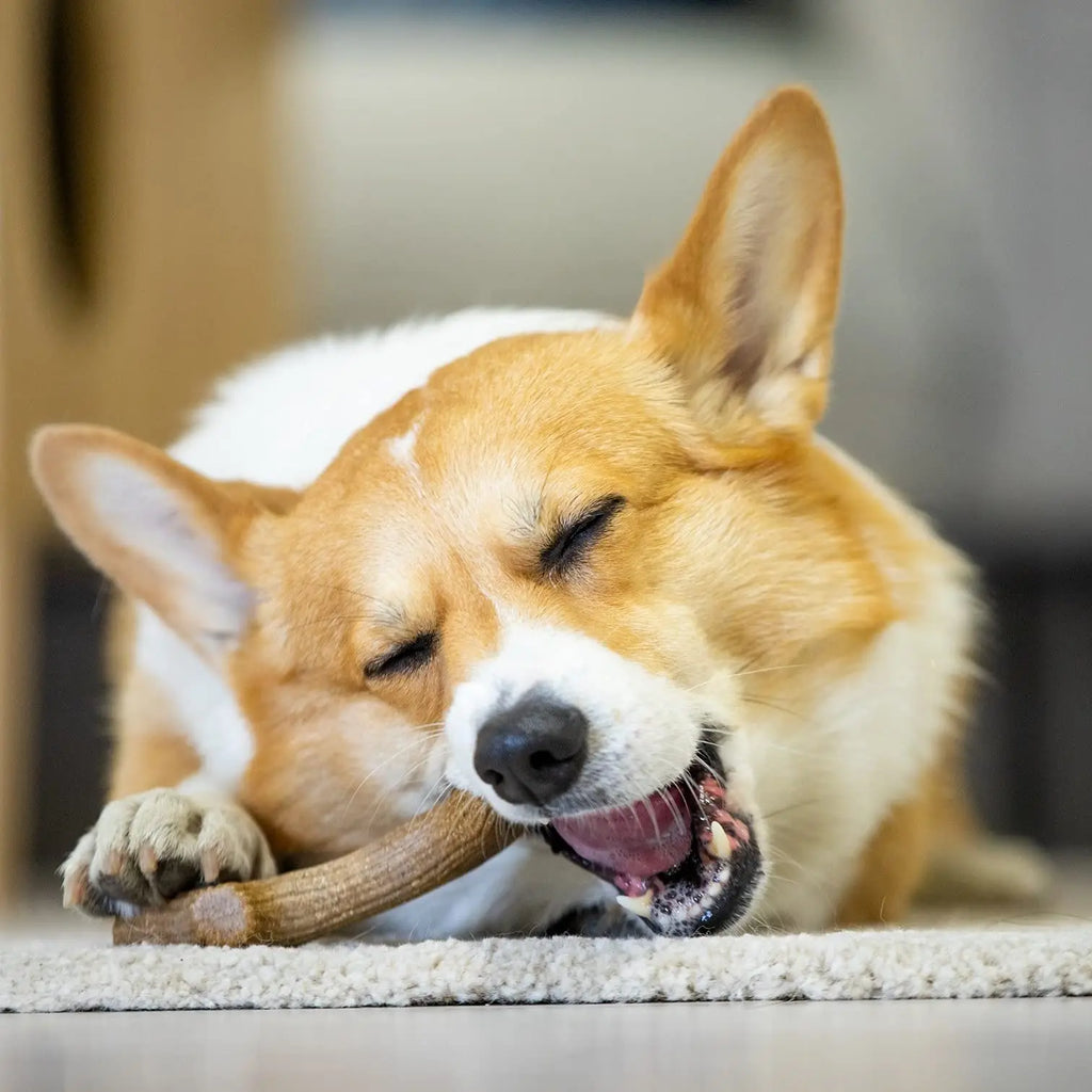 Gigwi Dog Chew Toys Real Wooden Deer Antlers for Aggressive Chewers Large Dog Chewing Indestructible Tough Durable Pet Toys Gift