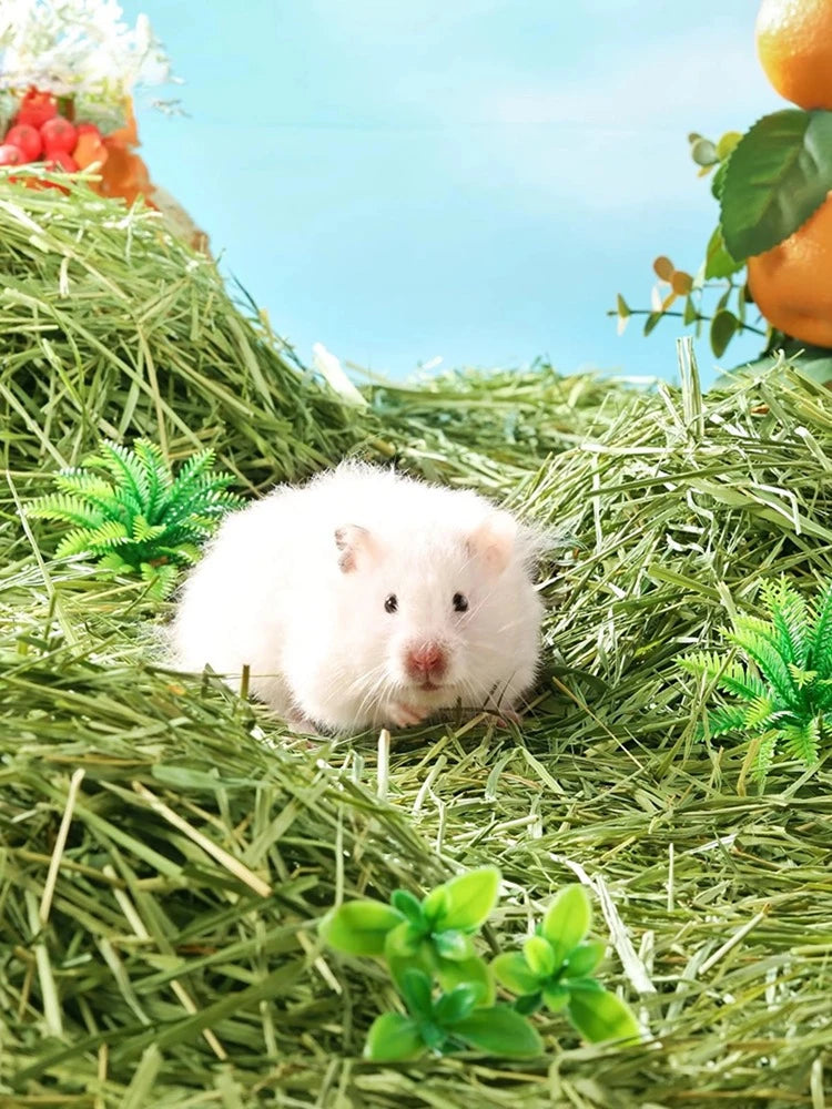 300g Timothy Hay Natural Hamster Bedding Small Animal Nesting Bedding Straw Habitat Decor for Dwarf Syrian Hamsters Gerbils Mice